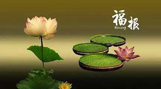 骨灰盒存放架 不是每个人都有大福报来放生