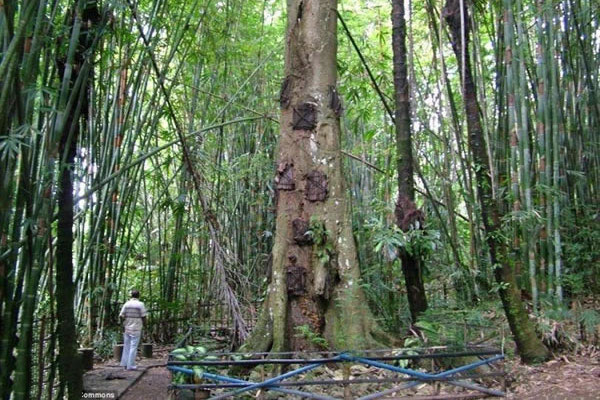 骨灰存放架 印尼乡村流行“树葬”死婴 让其回归自然