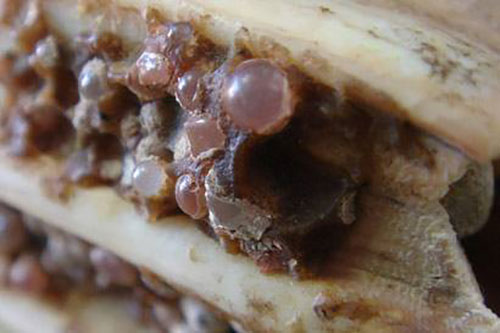 骨灰盒存放架厂家 舍利弗世世心坚