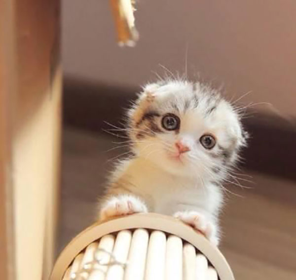 骨灰寄存柜 宠物去世才找宠物殡葬吗？